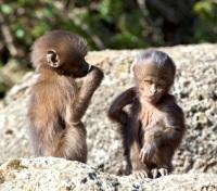 Baby Gelada Baboons in the Simien Mountains